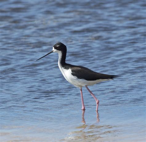 Pictures and information on Hawaiian Stilt