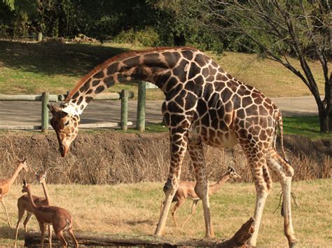 Cameron Park Zoo in Waco | Tour Texas