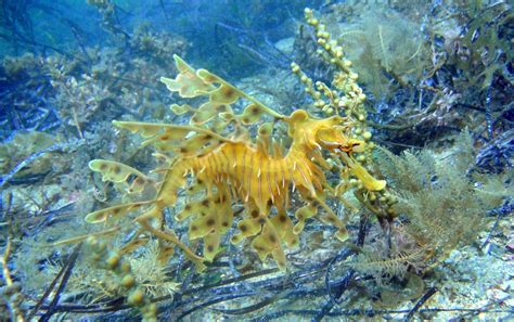 habitat leafy sea dragon Gallery | Leafy sea dragon, Sea dragon, Habitats