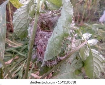 Tailorbird Nest Royalty-Free Images, Stock Photos & Pictures | Shutterstock