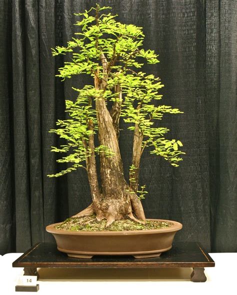 Bald Cypress Bonsai Tree - About Bonsai