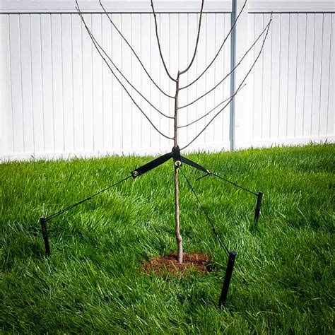 Find Out 17+ Facts On Staking Trees In Windy Areas Your Friends Did not Let You in!