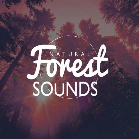 Natural Forest Sounds - Album by Nature Sound Collection | Spotify