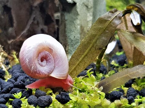 Aquarium Snail Trap Best Way To Get Rid Of Pest Snail - TanknFish