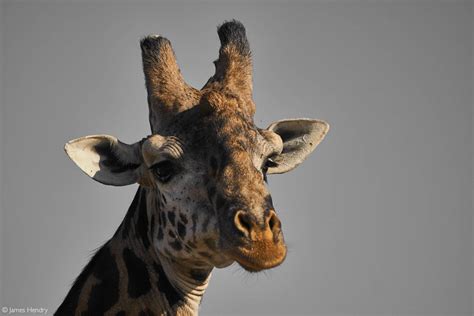 Four giraffe species, seven subspecies: new research - Africa Geographic