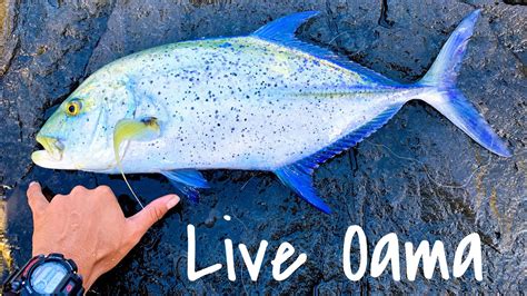 Using Oama to catch good size Papio! | Hawaii Fishing - YouTube