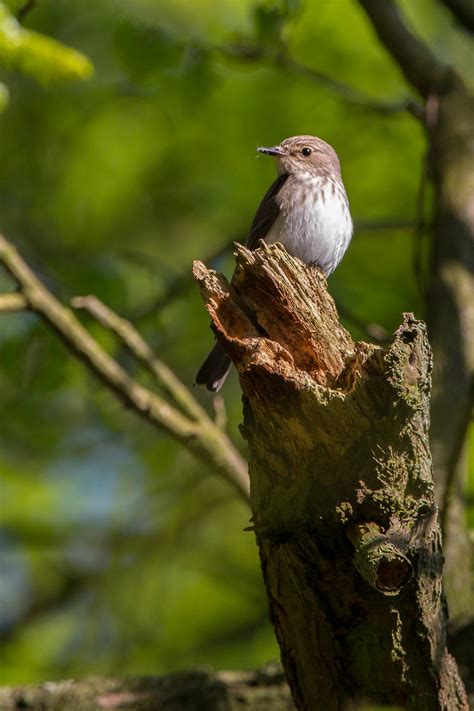 The Spotted Flycatchers can't have been back in Darley Dale for more than 3 or 4 days but this ...