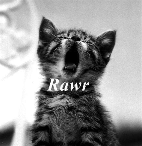 cat, cute and rawr - image #718875 on Favim.com