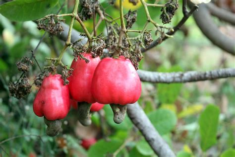 Free Images - cashew tree plant nature