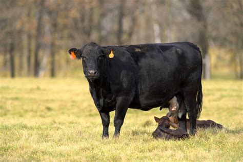 Canadian Angus Association to pursue verified sustainability - Manitoba Co-operator