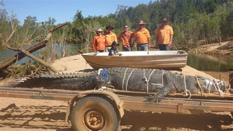 Monster saltwater crocodile weighing over 1,300lbs caught by rangers in Australia | World News ...