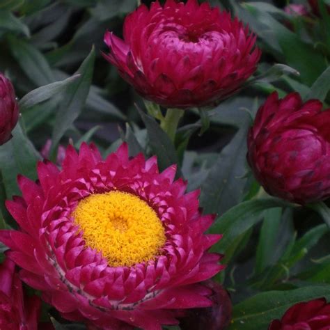 Bulk Strawflower Seeds - Purple Red | Bulk Wildflowers