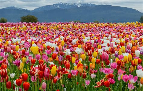 Tulip Field Wallpaper