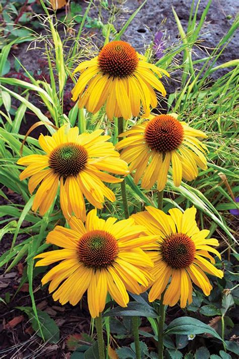 Coneflower Varieties