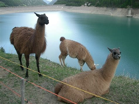 File:Llamas, Vernagt-Stausee, Italy.jpg - Wikimedia Commons