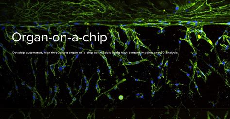 Organ-on-a-chip, OoC technology