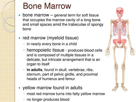 PPT - The Skeletal System (Bones and Joints) PowerPoint Presentation, free download - ID:593172