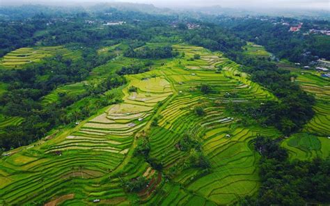 9 Ladang Sawah Terindah di Indonesia yang Bikin Hatimu Bergetar