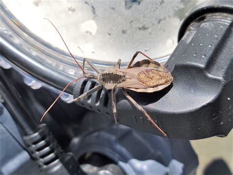 Seen this Prehistoric looking Wheel Bug? | Pryor's Nursery