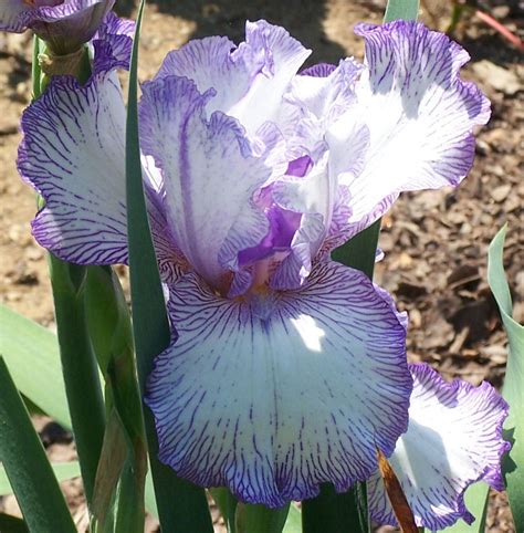 Bearded Iris and How to Plant Them - Dengarden