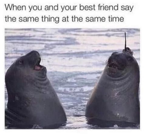 65 Best Funny Friend Memes to Celebrate Best Friends In Our Lives