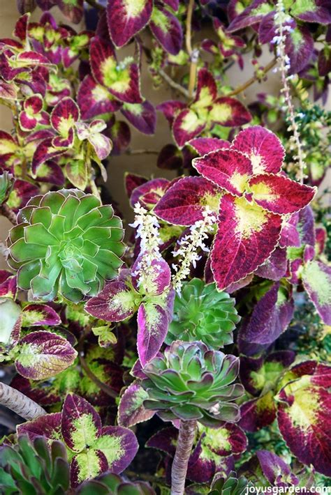 Why I'm Letting My Ginormous Coleus Flower Like Crazy This Year