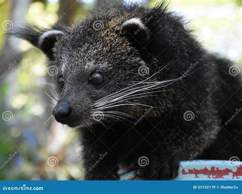 The Baby Bearcat in Staring Mood Stock Image - Image of life, chonburi ...