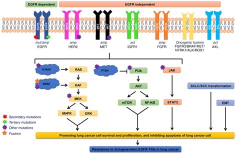 Mechanisms and management of 3rd‑generation EGFR‑TKI resistance in ...