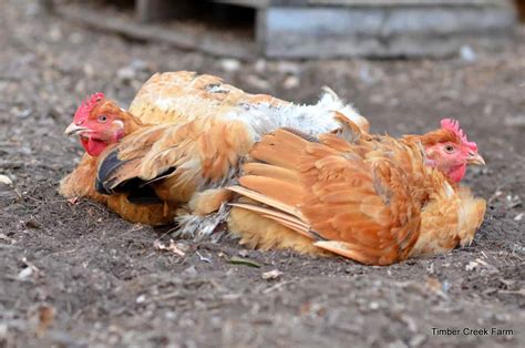 Chicken Disease and Illness in Your Flock - Timber Creek Farm