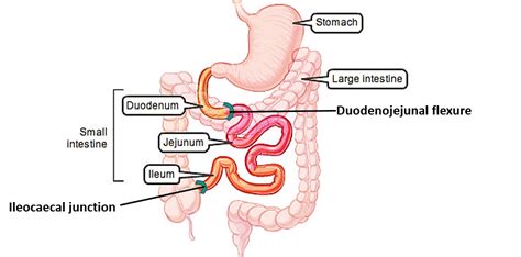 Jejunum and Ileum – Anatomy QA