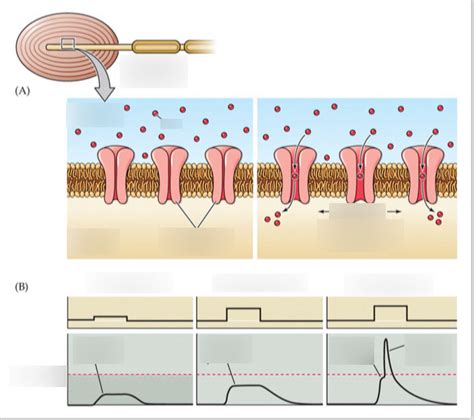 More mechanoreceptors Diagram | Quizlet