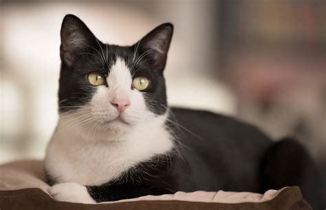 Tuxedo Cat British Shorthair Black And White Cat Breeds