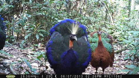 Congo Peafowl (Birds of Orientale) · iNaturalist.org