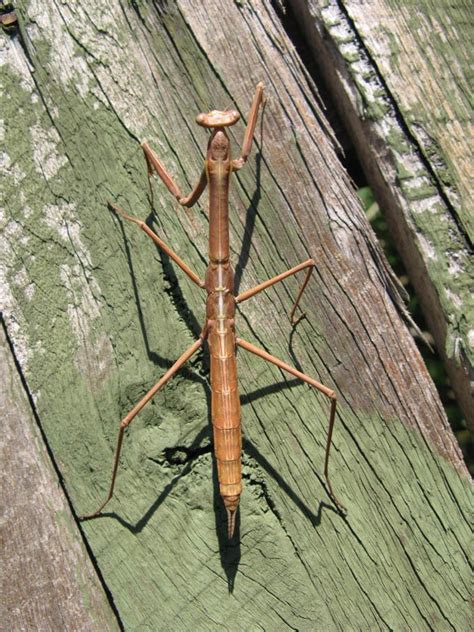 Huge walking stick insect | Walking stick bug, Walking stick insect, Stick insect