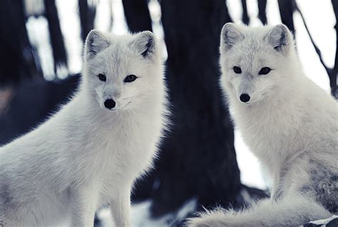 Arctic Foxes | Eric Kilby | Flickr