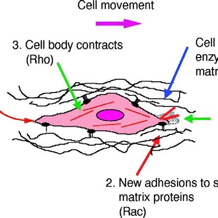 3 A model for the different steps of cell migration. A migrating cell ...