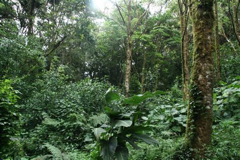 Costa Rica Rain Forest Free Stock Photo - Public Domain Pictures