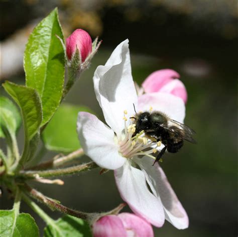 Bees in Your Backyard: Spring Pollination with Gentle Orchard Mason Bees — Seattle's Favorite ...