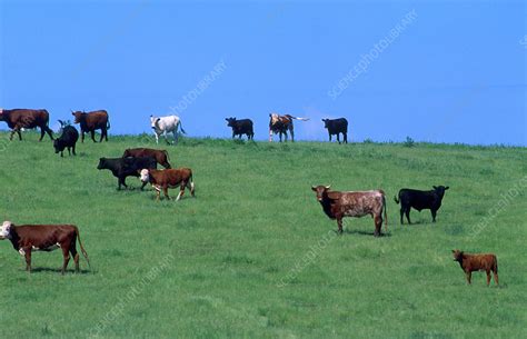 Cows grazing on pasture - Stock Image - E764/0428 - Science Photo Library