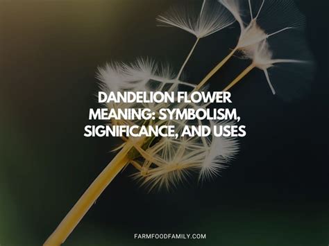 Dandelion Flower Meaning: Symbolism, Significance, and Uses