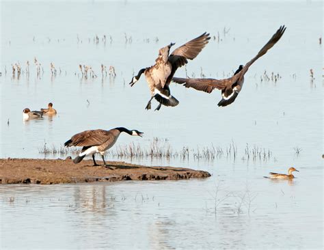 Canada Geese3 – Wings and Feathers