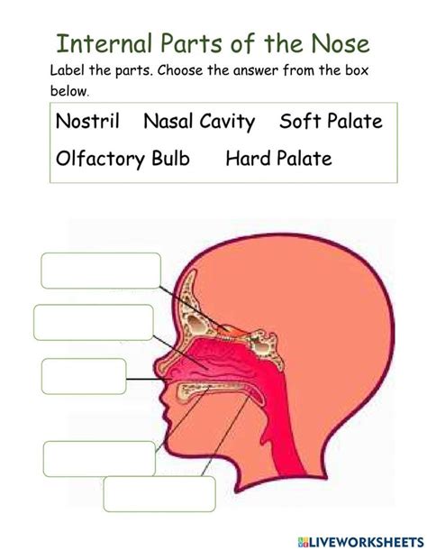 Internal Parts of the Nose worksheet | Free science worksheets ...