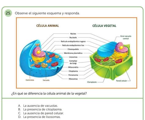 rastro coser Soberano cuales son las diferencias entre la celula animal y vegetal Ardilla Es una ...