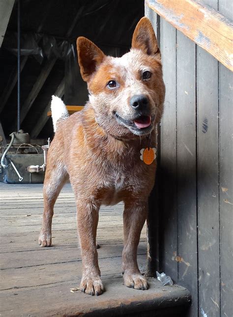 20 best Blue Heeler images on Pinterest | Australian cattle dog ...