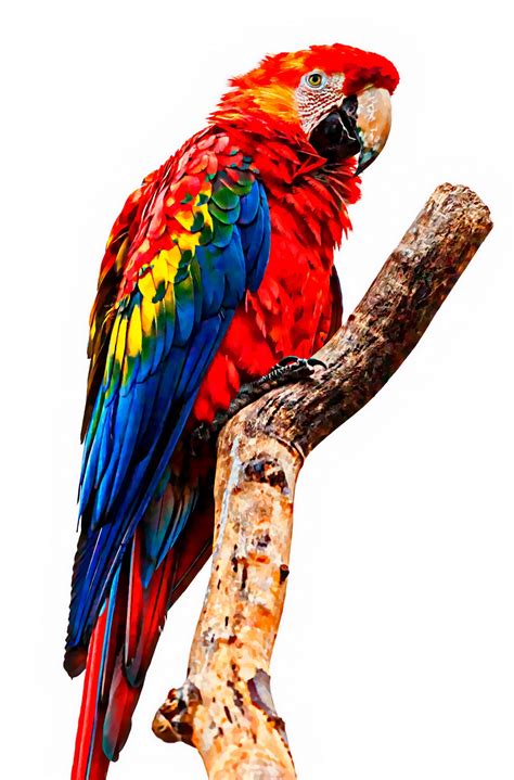 Parrot Painting Free Stock Photo - Public Domain Pictures