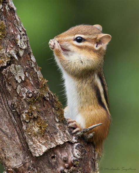 _53F1605 Eastern Chipmunk | Pets | Pinterest | Photos and Chipmunks