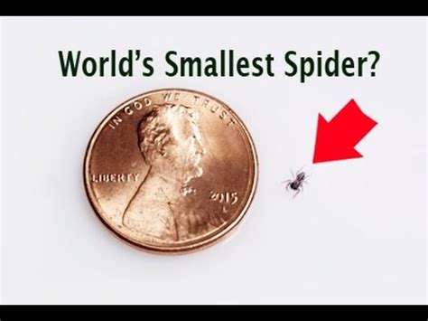 World's Smallest SPIDER? macro zoom in 4K UHD - YouTube