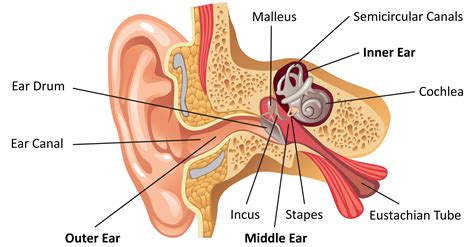 How We Use Our Ears to Hear | SchoolWorkHelper