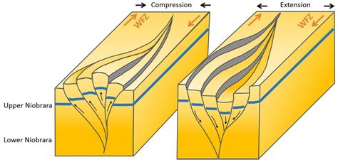 16: Flower structures in the Niobrara Formation (Grechishnikova, 2016a ...