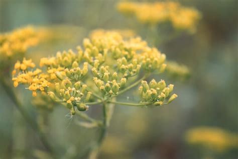 Why Fennel Is Really Bad For Your Garden – But You Should Grow it Anyway